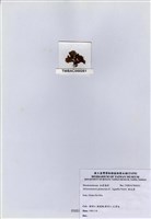 藏品(旋花藻)的圖片